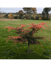 Carpinus betulus Rockhampton Red (12lt)