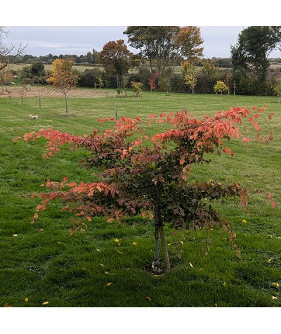 Carpinus betulus Rockhampton Red (20lt)