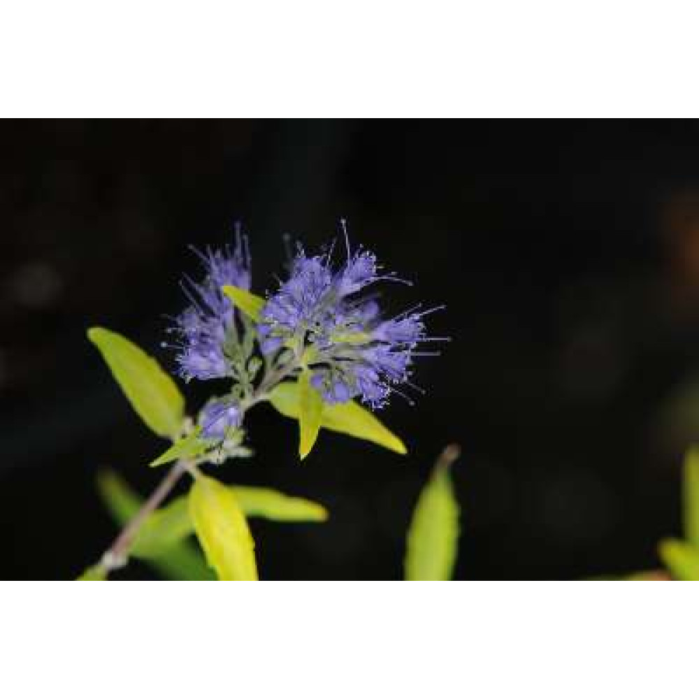 Caryopteris x clandonensis Worcester Gold (3lt)