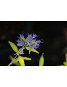 Caryopteris x clandonensis Worcester Gold (5lt)