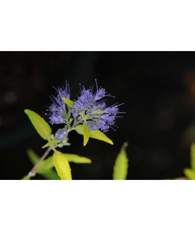 Caryopteris x clandonensis Worcester Gold (3lt)