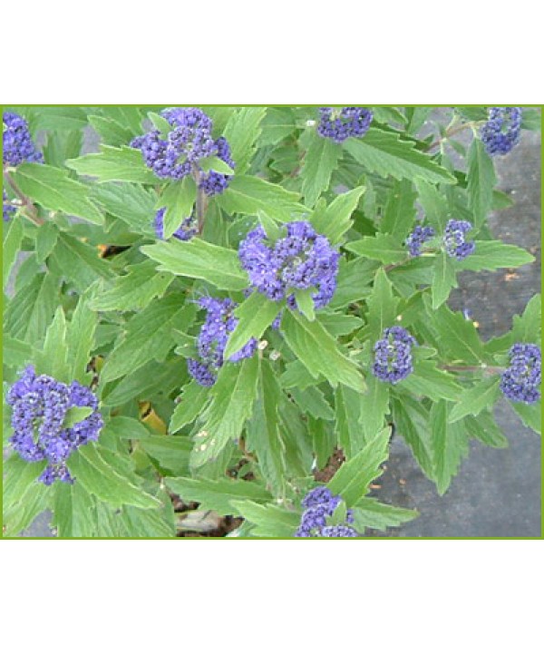 Caryopteris x clandonensis Grand Bleu (3lt)