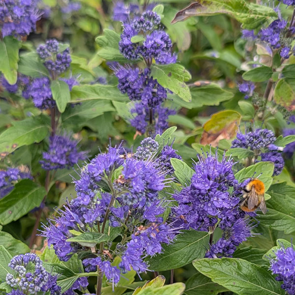 Caryopteris x clandonensis Grand Bleu (3lt)