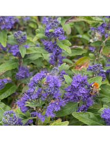 Caryopteris x clandonensis Grand Bleu (3lt)