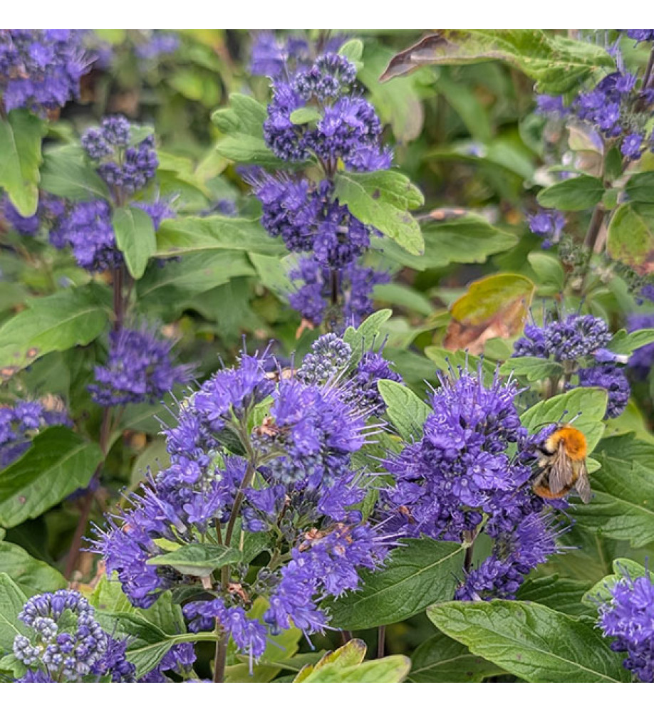 Caryopteris x clandonensis Grand Bleu (3lt)