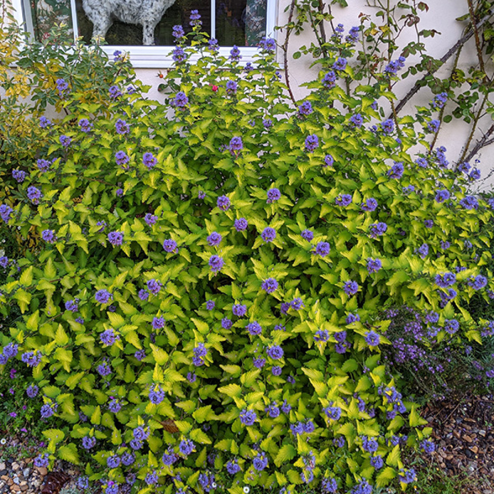 Caryopteris x clandonensis Hint of Gold (1lt)