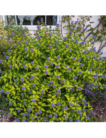 Caryopteris x clandonensis Hint of Gold (1lt)