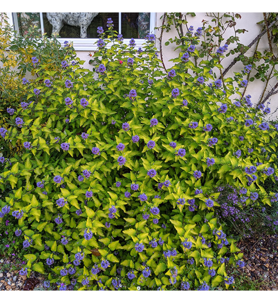 Caryopteris x clandonensis Hint of Gold (1lt)