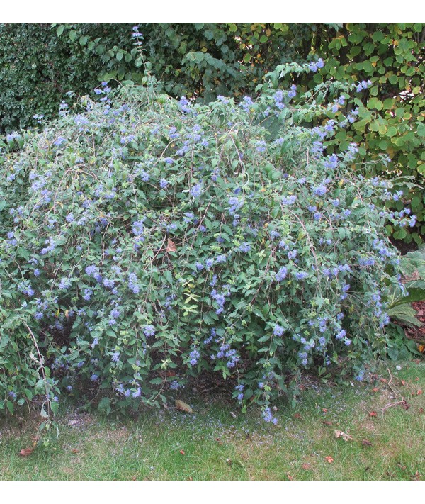 Caryopteris incana - Weeping Form (2lt)