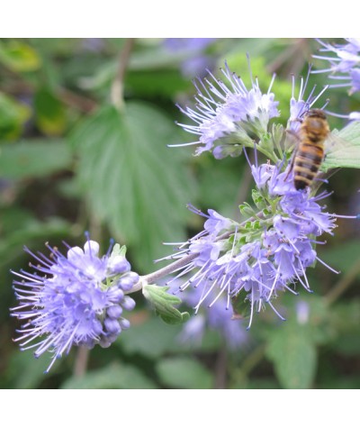 Caryopteris incana - Weeping Form (2lt)