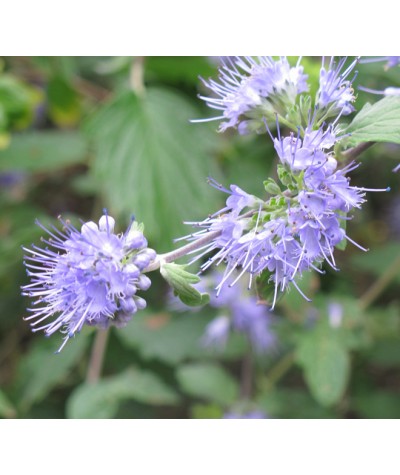 Caryopteris incana - Weeping Form (2lt)