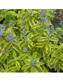 Caryopteris x clandonensis Summer Sorbet (3lt) Caryopteris x clandonensis Summer Sorbet (3lt)