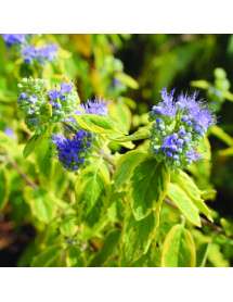 Caryopteris x clandonensis Summer Sorbet (3lt) Caryopteris x clandonensis Summer Sorbet (3lt)