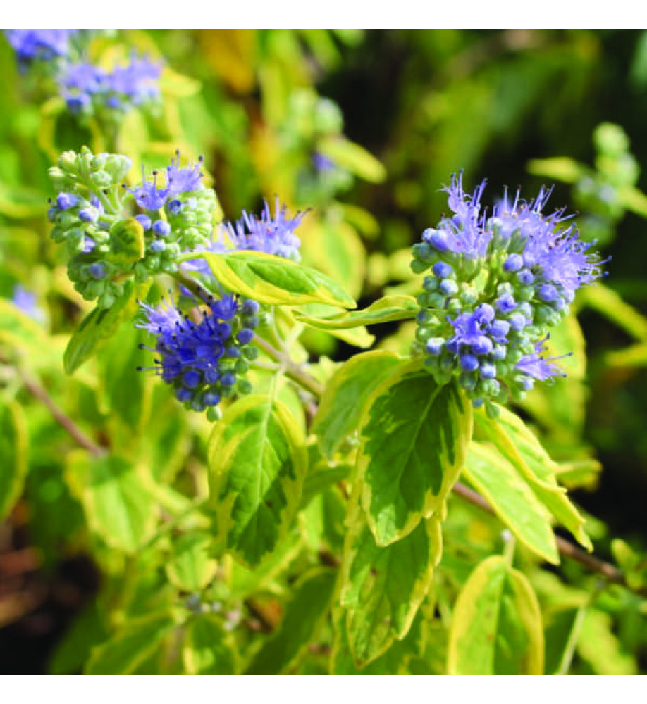 Caryopteris x clandonensis Summer Sorbet (3lt)