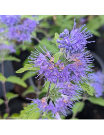 Caryopteris incana - Weeping Form (5lt) Caryopteris incana - Weeping Form (5lt)