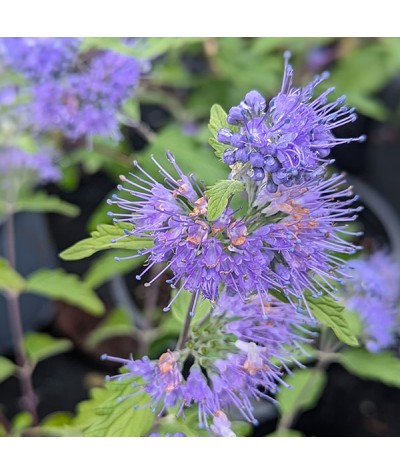 Caryopteris incana - Weeping Form (2lt)