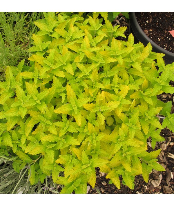 Caryopteris x clandonensis Hint of Gold (3lt)