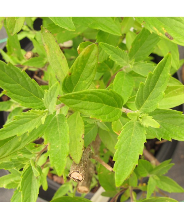 Caryopteris x clandonensis Kew Blue (1.5lt)