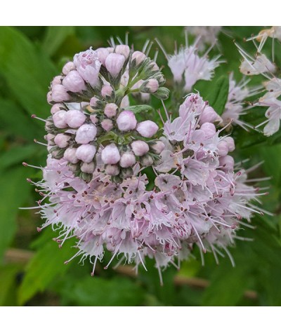 Caryopteris x Pink Perfection (3lt)