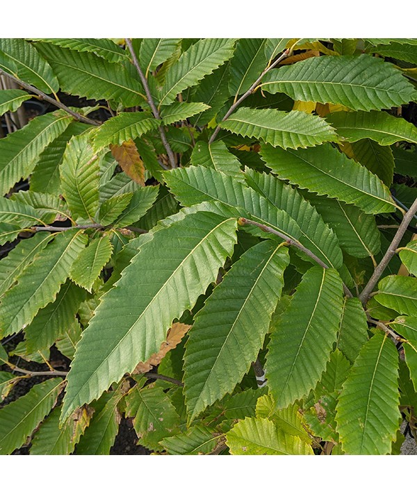 Castanea sativa (6lt)