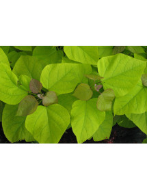 Catalpa bignonoides Aurea (12lt)
