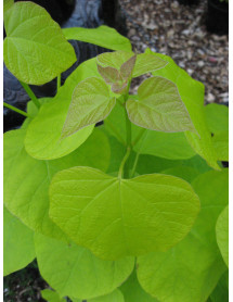 Catalpa bignonoides Aurea (12lt)