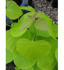 Catalpa bignonoides Aurea (20lt) Catalpa bignonoides Aurea (20lt)