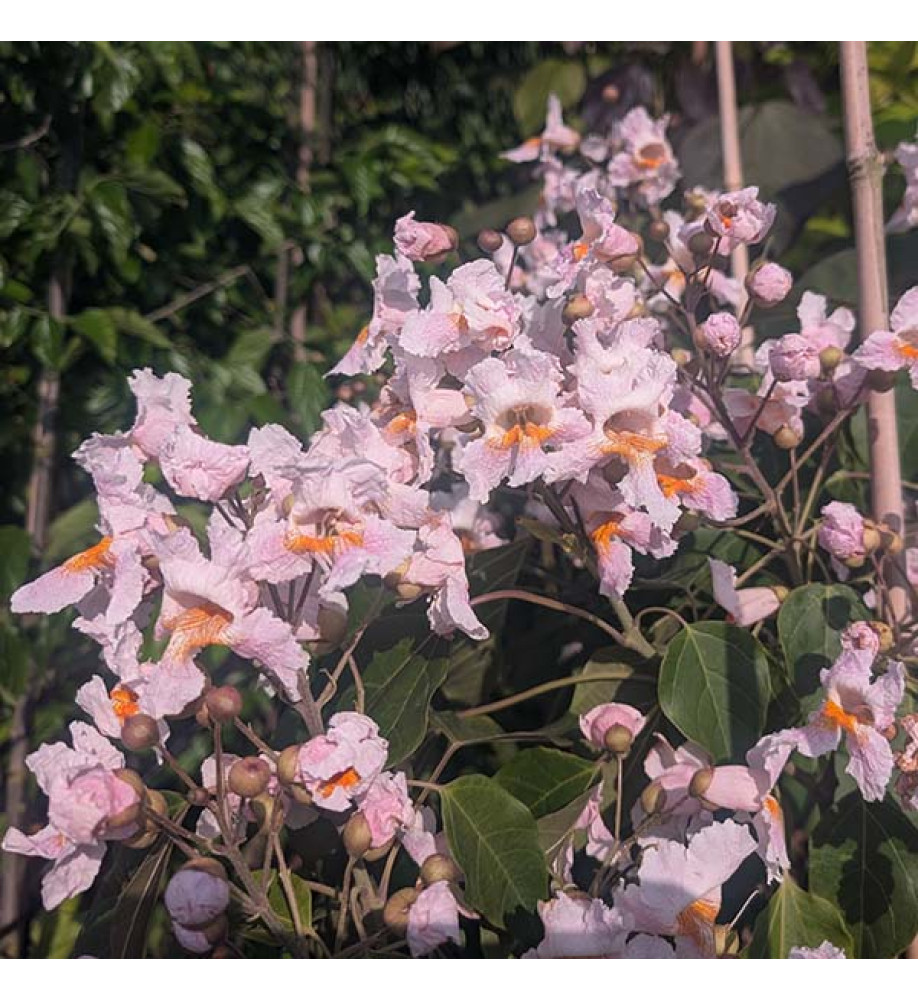 Catalpa bungei C.A.Mey. Duclouxii Group (7lt)