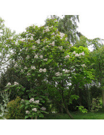 Catalpa x erubescens purpurea (12lt)