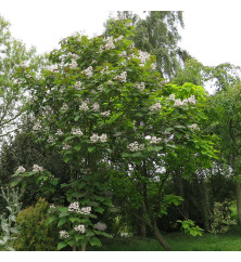 Catalpa x erubescens purpurea (18lt)