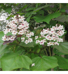 Catalpa x erubescens purpurea seedlings (25lt) Catalpa x erubescens purpurea seedlings (25lt)