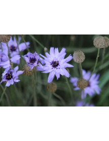Catananche caerula (1lt)