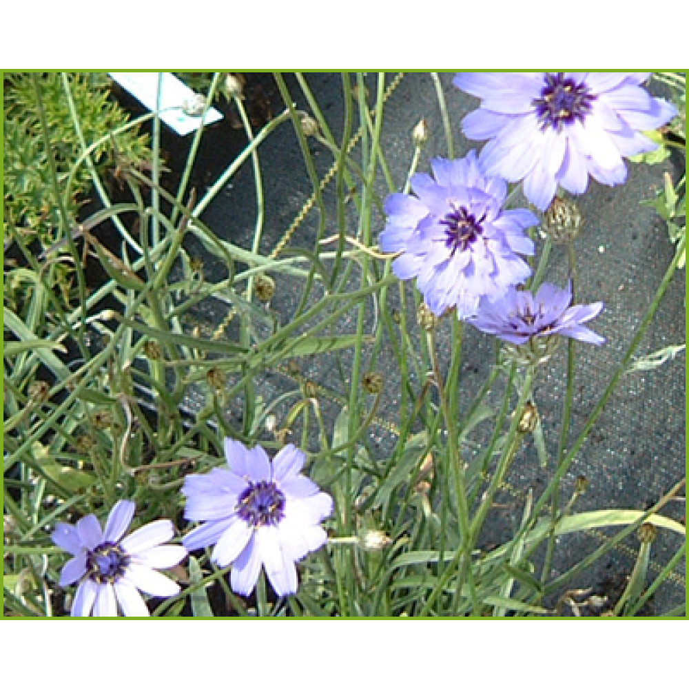 Catananche caerula (1lt)