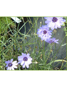 Catananche caerula (1lt)