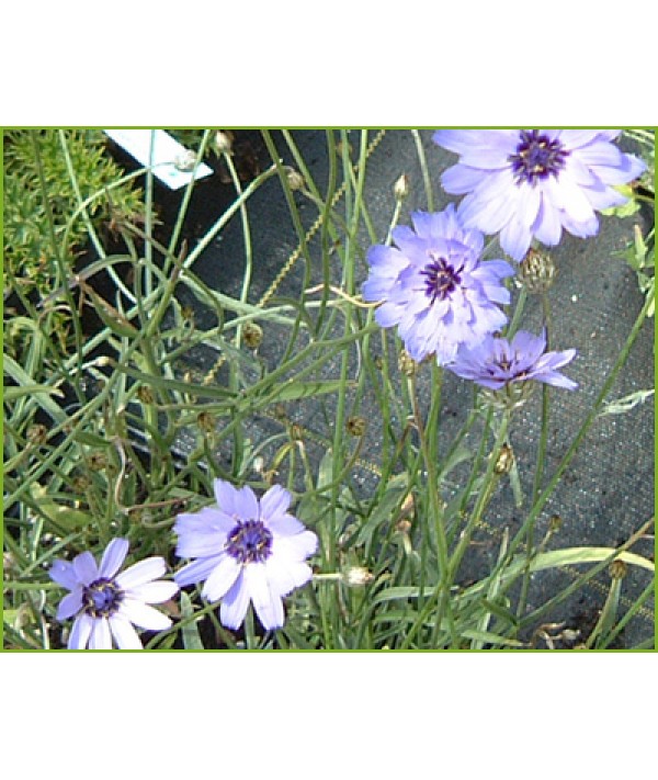 Catananche caerula (1lt) Catananche caerula (1lt)