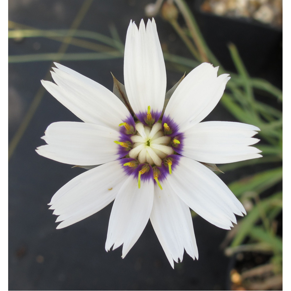 Catananche caerulea Alba (1lt)