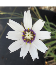 Catananche caerulea Alba (1lt)