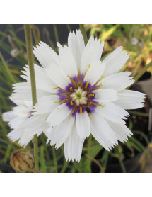 Catananche caerulea Alba (1lt)