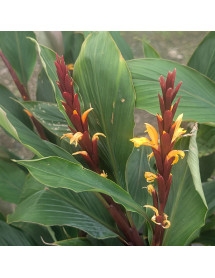 Cautleya spicata Arun Flame (2lt)