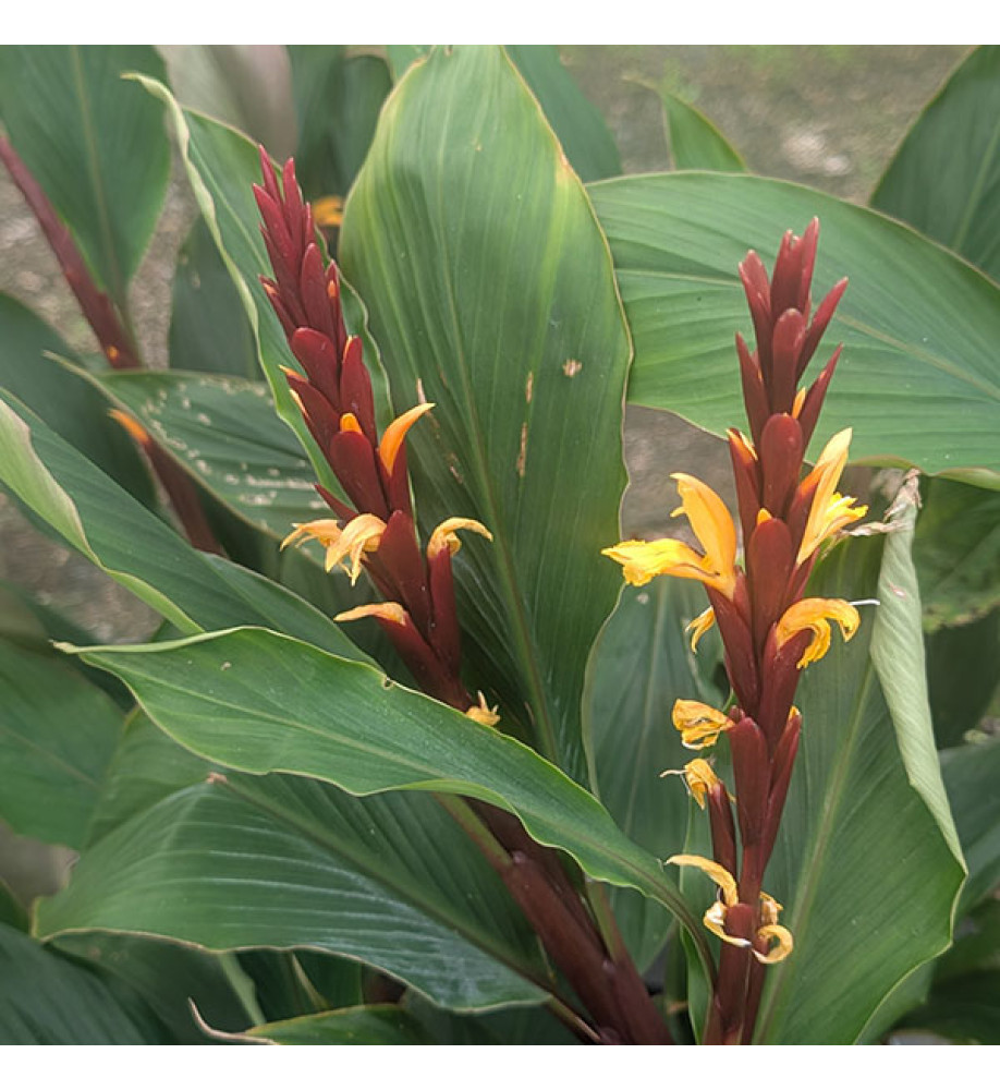 Cautleya spicata Arun Flame (2lt)