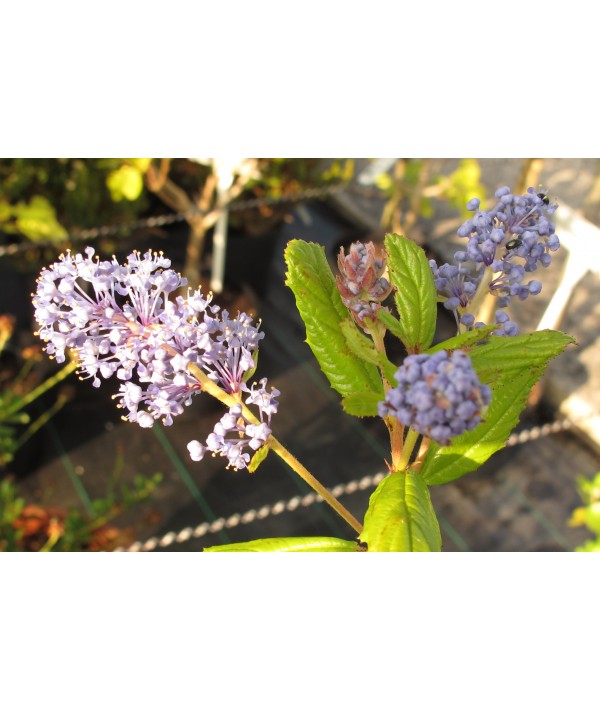 Ceanothus Autumnal Blue (3lt)