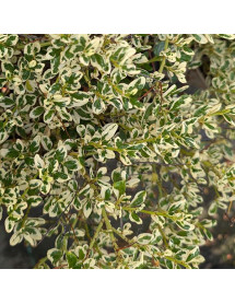 Ceanothus thyrsiflorus Cool Blue (5lt) Ceanothus thyrsiflorus Cool Blue (5lt)