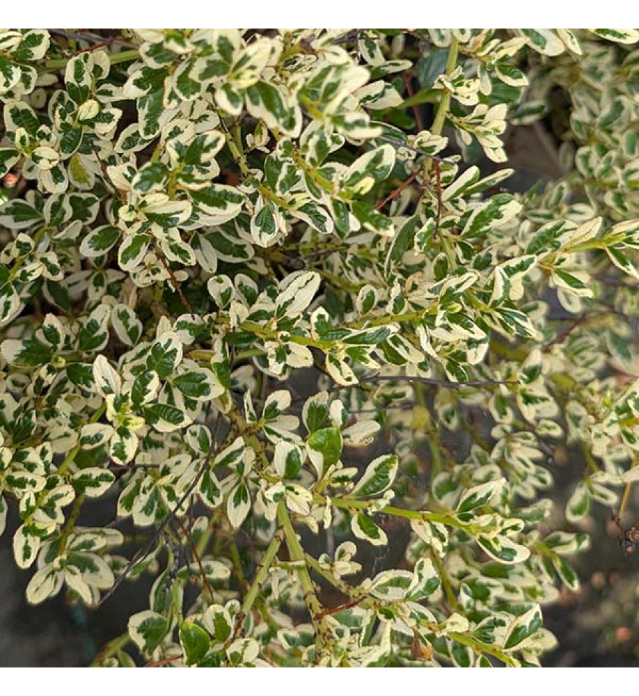Ceanothus thyrsiflorus Cool Blue (5lt)