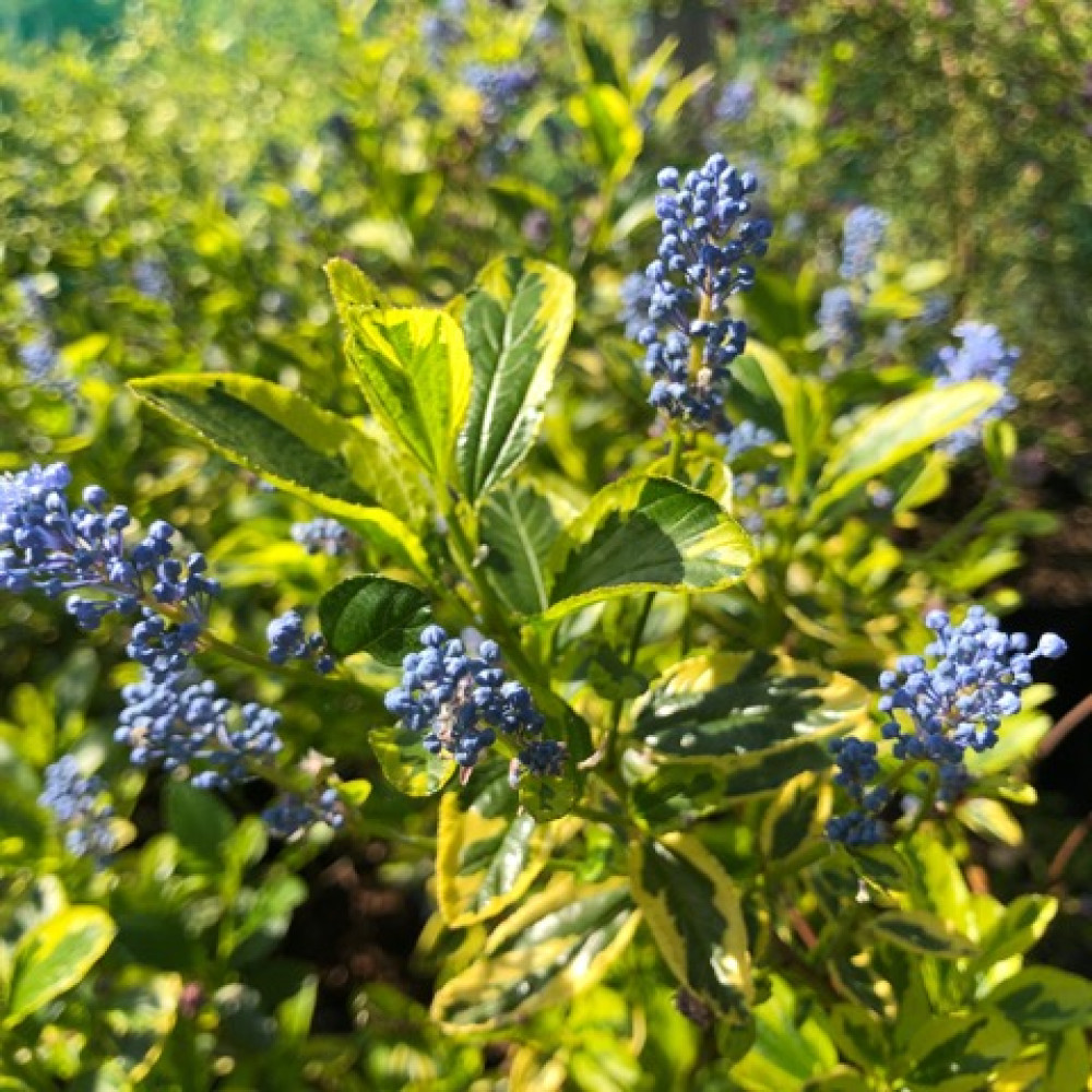 Ceanothus El Dorado (3lt)