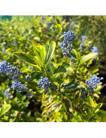 Ceanothus El Dorado (3lt)