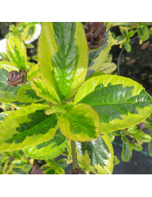 Ceanothus El Dorado (5lt)