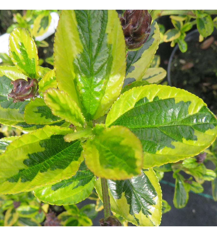 Ceanothus El Dorado (5lt)