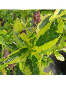 Ceanothus El Dorado (5lt)