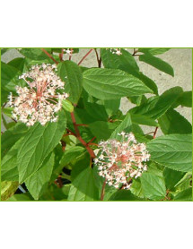 Ceanothus x pallidus Marie Simon (3lt)