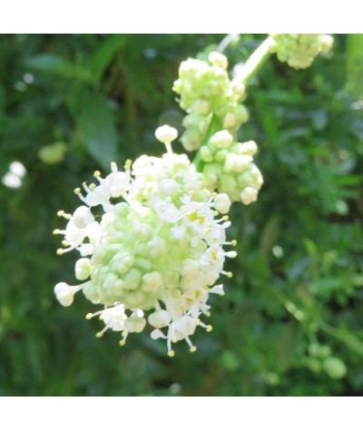 Ceanothus thyrsiflorus Millerton Point (3lt)